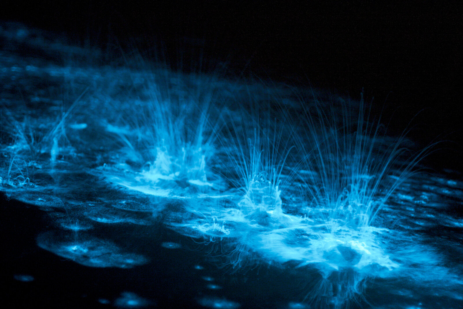 Bioluminescence: The greatest light show of them all