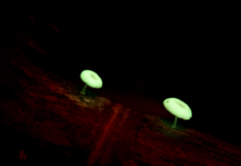 Mycena chlorophos